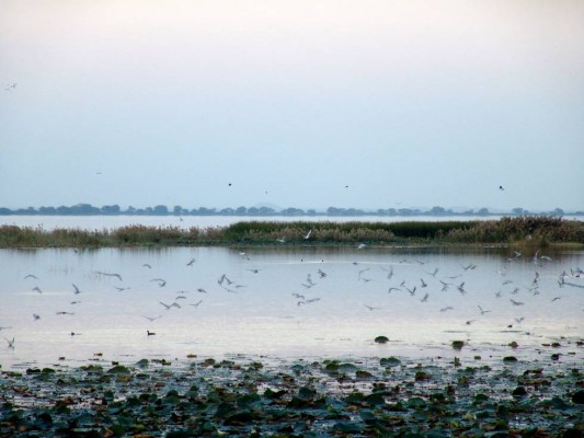 Haleji lake