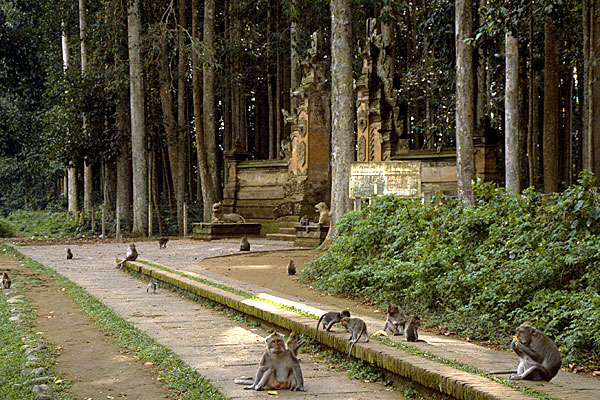 Ubud Monkey Forest in Bali